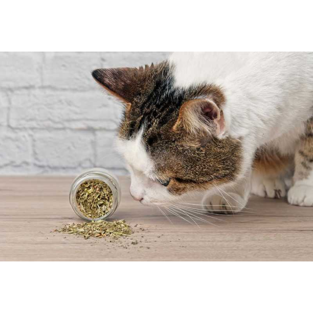 Gigo Premium Kashmiri Catnip, 50 ML