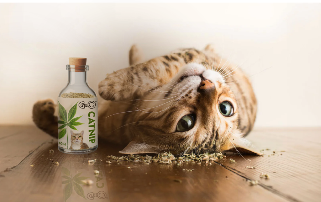 Gigo Premium Kashmiri Catnip, 50 ML